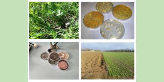 Isolamento di microrganismi benefici associati al microbioma vegetale per promuovere la resilienza dei sistemi agronomici