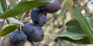 Dettaglio di olive su un ulivo
