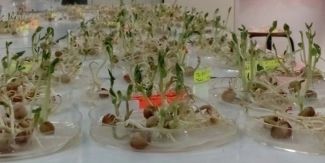 Test di germinazione condotti con semi di specie leguminose neglette in condizioni controllate.
