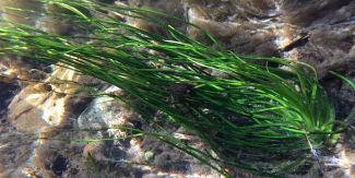 Esemplare di "Isoëtes malinverniana"