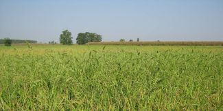 Esemplari di "Echinochloa oryzicola" 