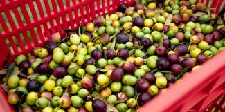 Olive raccolte poste in una cesta di plastica