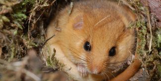 Esemplare di moscardino