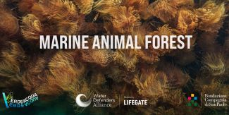Cover "Marine Animal Forest" sullo sfondo alghe marine
