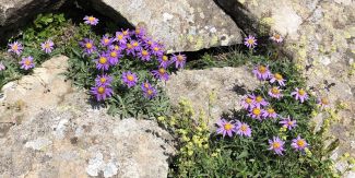 Esemplari di Aster alpinus L. subsp. alpinus sul Monte La Nuda