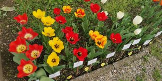 Tulipani presso l'Orto botanico dell'Università di Pavia