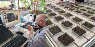 Dott. Dueñas eseguendo analisi di fenotipizzazione dei semi di riso - Piantine di riso coltivate nella serra sperimentale – GreenTechHouse - del Dipartimento di Biologia e Biotecnologie.  