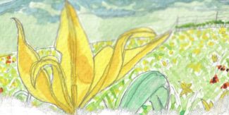 Disegno di tulipani di campo