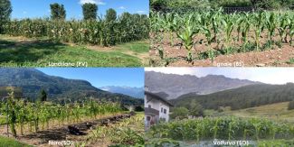 Collage di 4 foto raffiguranti campi coltivati in Lombardia