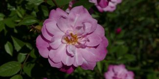 Esemplare di rosa presente all'Orto botanico dell'Università di Pavia