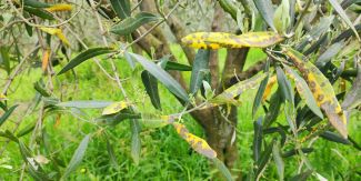 Pianta di ulivo malata a Rocca Susella (PV)