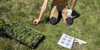 La messa a dimora degli esemplari delle tre specie botaniche selezionate all'interno delle aree di prova