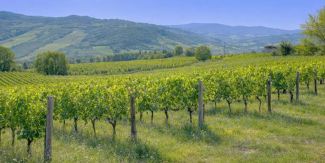 Vigneti in Oltrepò Pavese