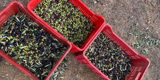 Ceste contenenti olive dell'Oltrepò Pavese
