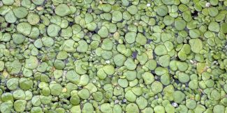 Spirodela polyrhiza