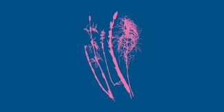 Fotogramma dell'equiseto dei boschi (Equisetum sylvaticum), realizzato nel 1853 dalla botanica e fotografa inglese Anna Atkins insieme ad Anne Dixon.