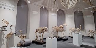 La Galleria degli scheletri al Museo Kosmos