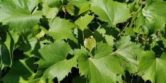 Foglia di Vitis × sullivaniana