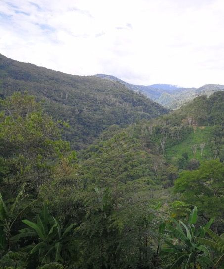 Foresta amazzonica peruviana in cui vive le popolazione indigena degli Ashaninka analizzata dal team del Prof. Achilli (Photo di Francesco Guidi).