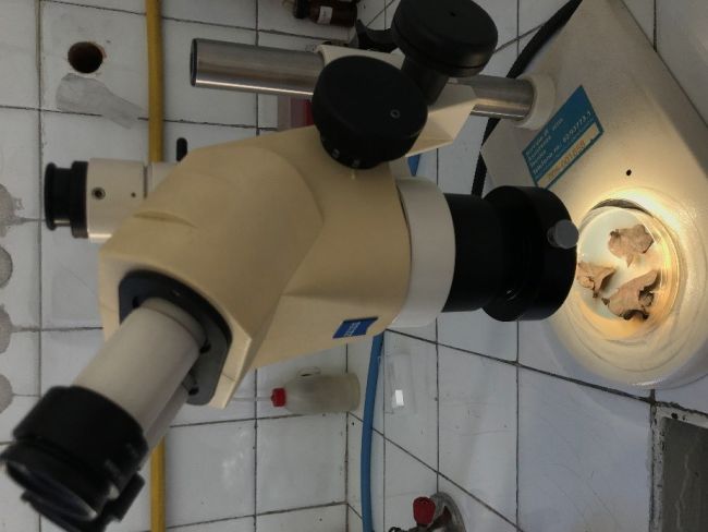 Apparecchiatura per analisi micologiche