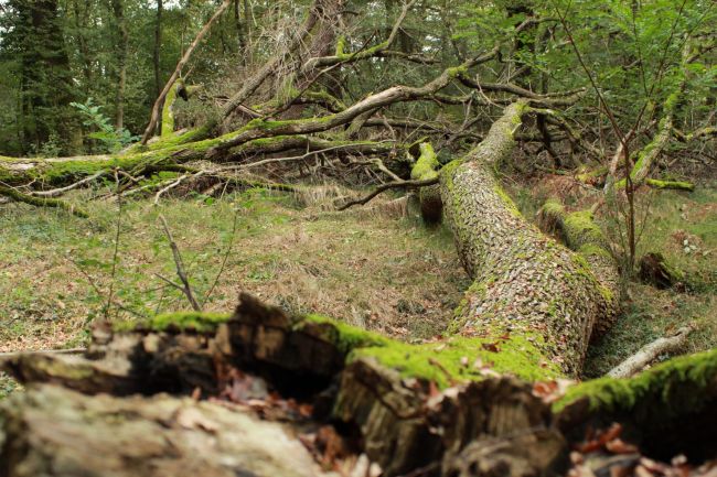 Albero, fenomeno della deperienza