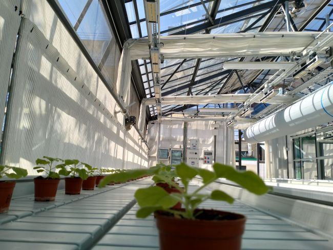 Serra GreenTechHouse, interno, dettaglio pianta