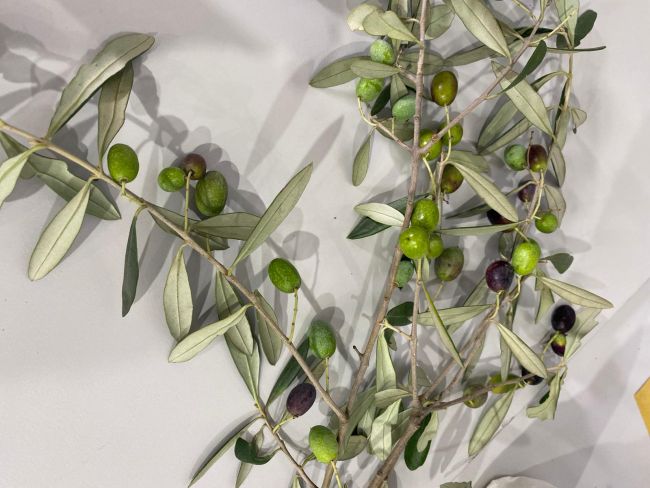  Rami di ulivo all'Autunno Pavese 2023