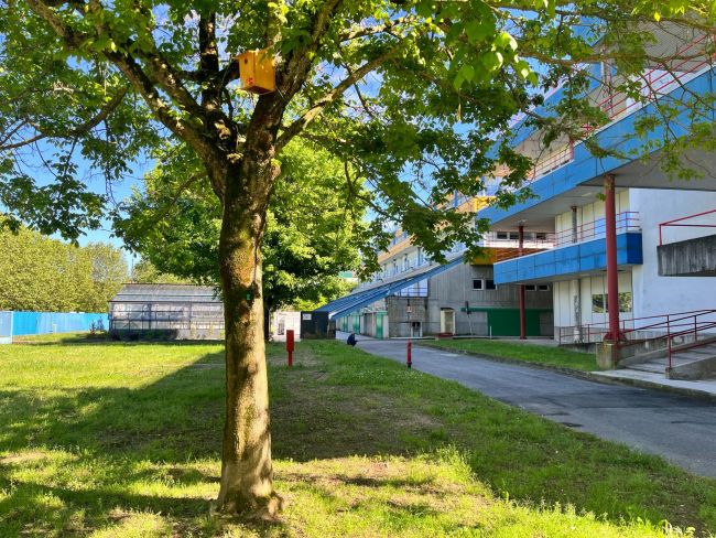 Cassetta nido per uccelli selvatici su un albero nei pressi del Polo didattico di Ingegneria UniPv