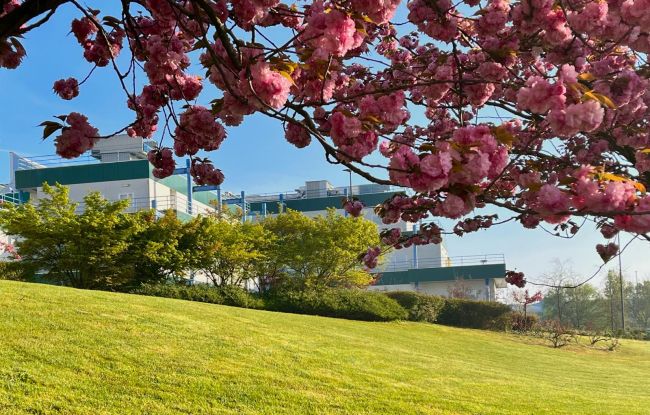 Albero fiorito nei pressi del Polo didattico di Ingegneria