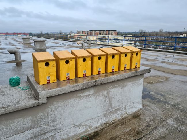 Cassette nido per uccelli selvatici 