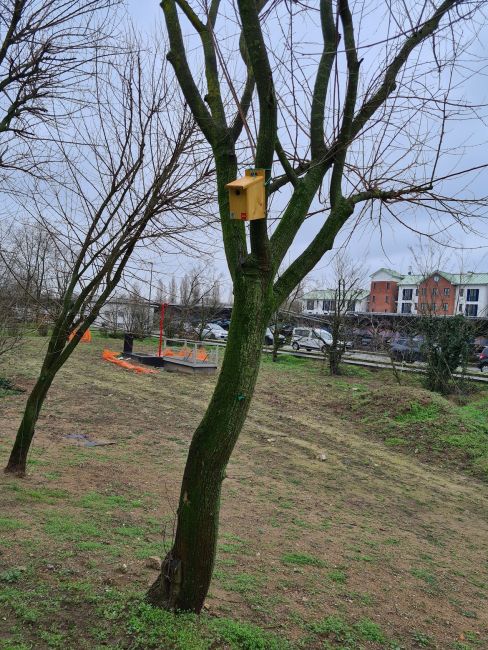 Cassetta nido per uccelli selvatici su un albero nei pressi del Polo didattico di Ingegneria UniPv