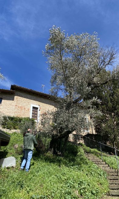 I ricercatori studiano gli ulivi in Oltrepò Pavese