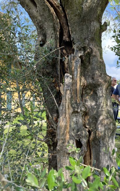 Ulivo storico in Oltrepò Pavese