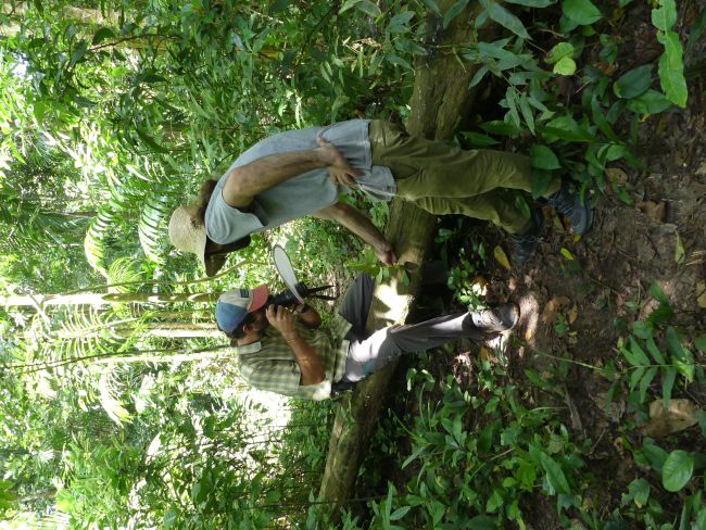 Andrea Bianchi e Giacomo Baldesi fotografano "Strophanthus zimmermannianus" (Apocynaceae) specie minacciata di estinzione nota solo per la Foresta di Ngezi e pochi altri siti in tutta l'Africa