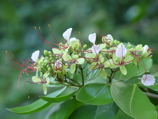 "Intsia bijuga" (Fabaceae), specie che domina la foresta costiera di Vumawimbi, nota in Africa solo a Pemba e in Madagascar