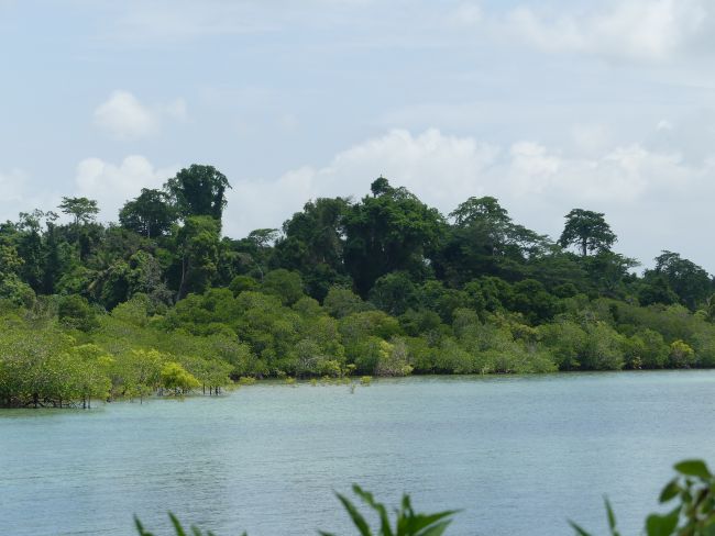 Mangrovieto (in primo piano) e foresta umida nella penisola di Tondooni