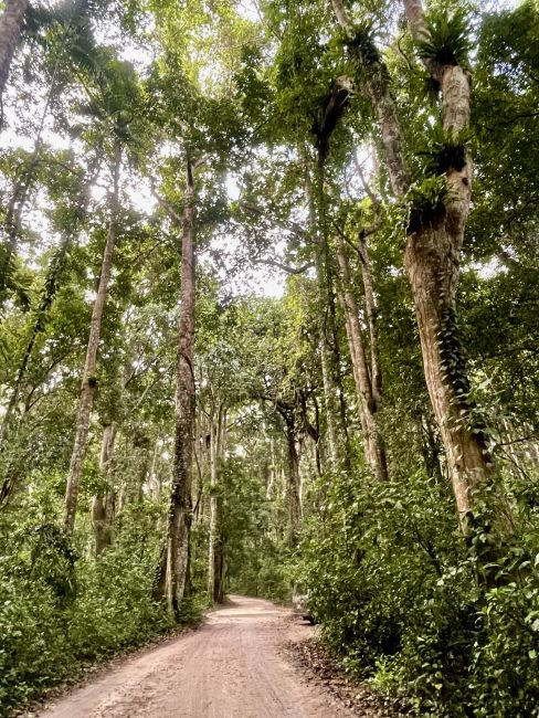 La strada che attraversa la moist forest di Ngezi
