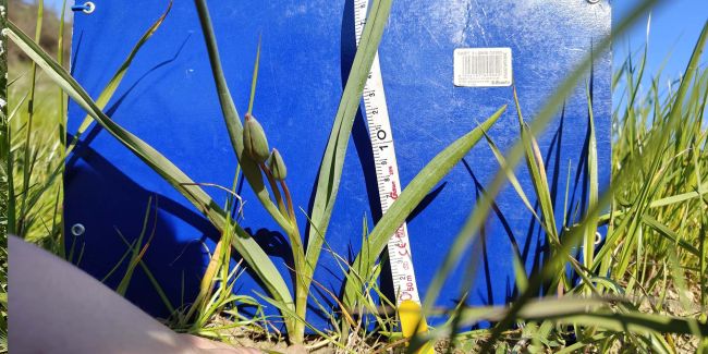 Esemplare di bocciolo tulipano dei campi. Dietro di lui quaderno su cui è poggiato un metro per misurare l'altezza del tulipano