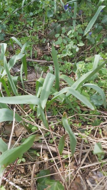 Esemplari non ancora fioriti di tulipani dei campi