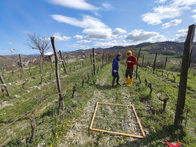 Vigneto dove crescono i tulipani dei campi