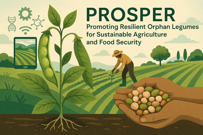 PROSPER: specie leguminose neglette come strumenti di innovazione, biodiversità e resilienza nel contesto del cambiamento climatico. Credit: D. Dondi.