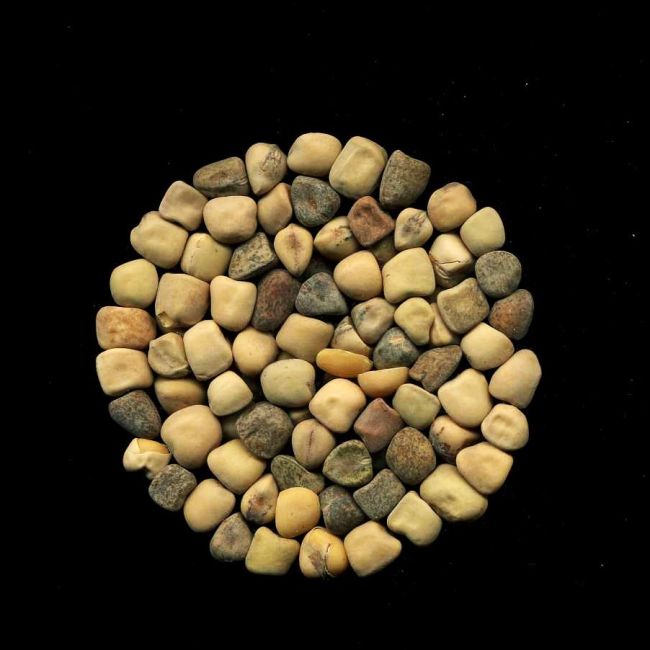 Semi di cicerchia (Lathyrus sativus L.), una delle specie neglette oggetto di studio nel progetto PROSPER. Accanto ai numerosi utilizzi alimentari, la cicerchia è nota come “insurance crop” per le sue capacità di garantire la produttività del raccolto anche in condizioni ambientali avverse. Credit: C. Duenas.