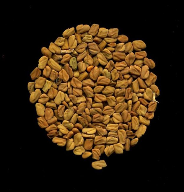 Semi di fieno greco (Trigonella foenum-graecum L.), una delle specie neglette oggetto di studio nel progetto PROSPER. I semi, ricchi di fibre, sono utilizzati come spezie e per scopi terapeutici. Credit: C. Duenas. 