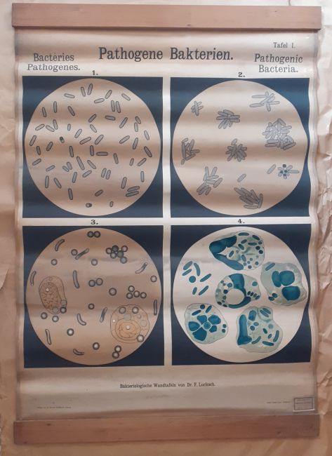 Tavola batteriologica