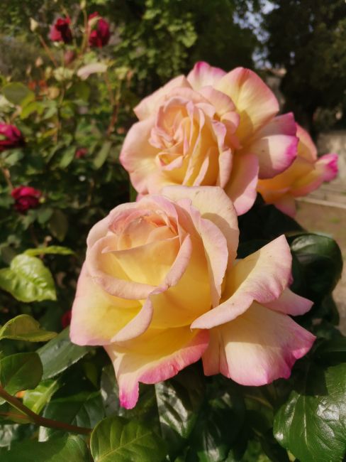 Rose dell'Orto botanico dell'Università di Pavia