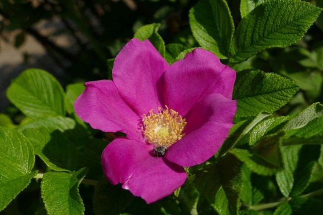 Rosa dell'Orto botanico dell'Università di Pavia