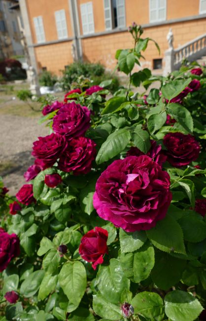 Rose dell'Orto botanico dell'Università di Pavia