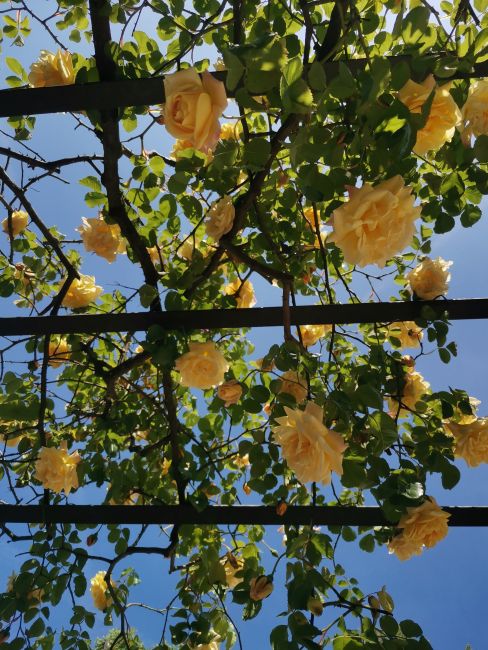Rose rampicanti all'Orto botanico dell'Università di Pavia