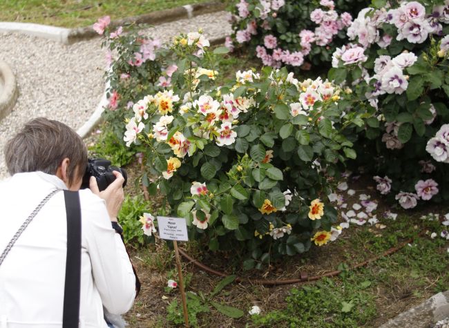 Una visitatrice fotografa le rose dell'Orto botanico durante la Festa del Roseto 2025