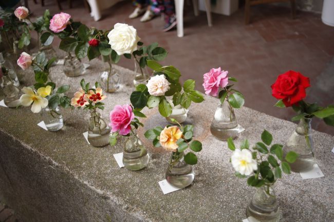 Concorso dedicato alla rosa più bella, edizione 2025